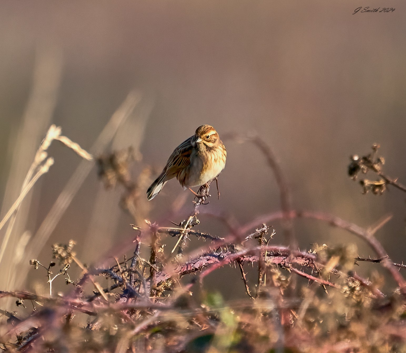 meadow pipit 2024.jpg