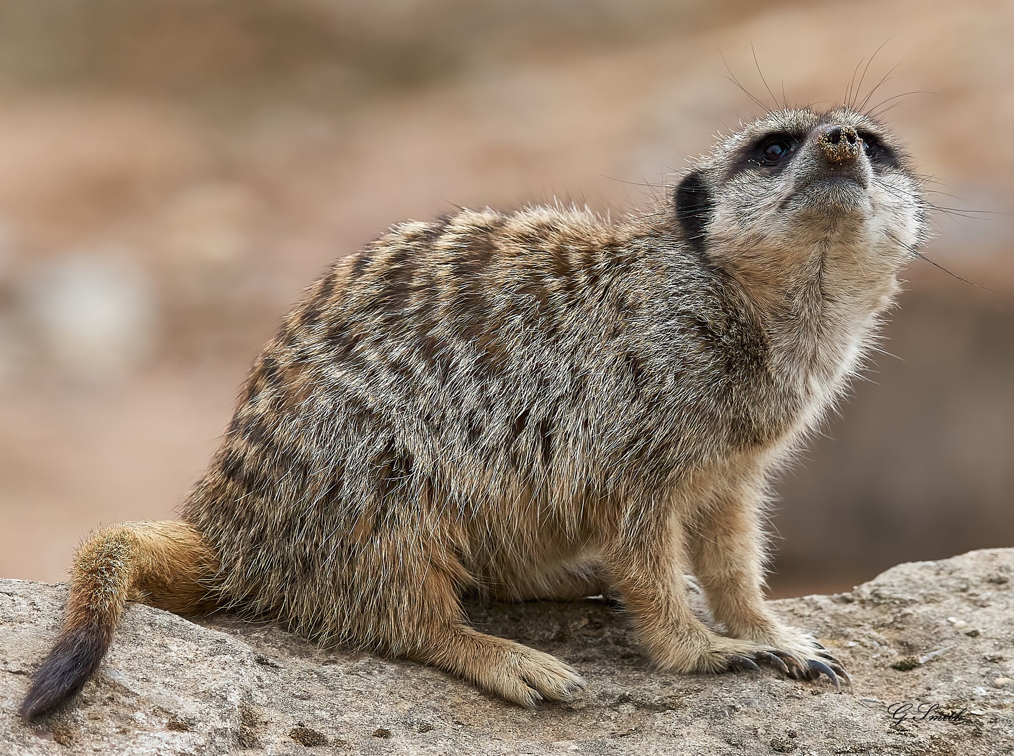 meerkat 1.jpg