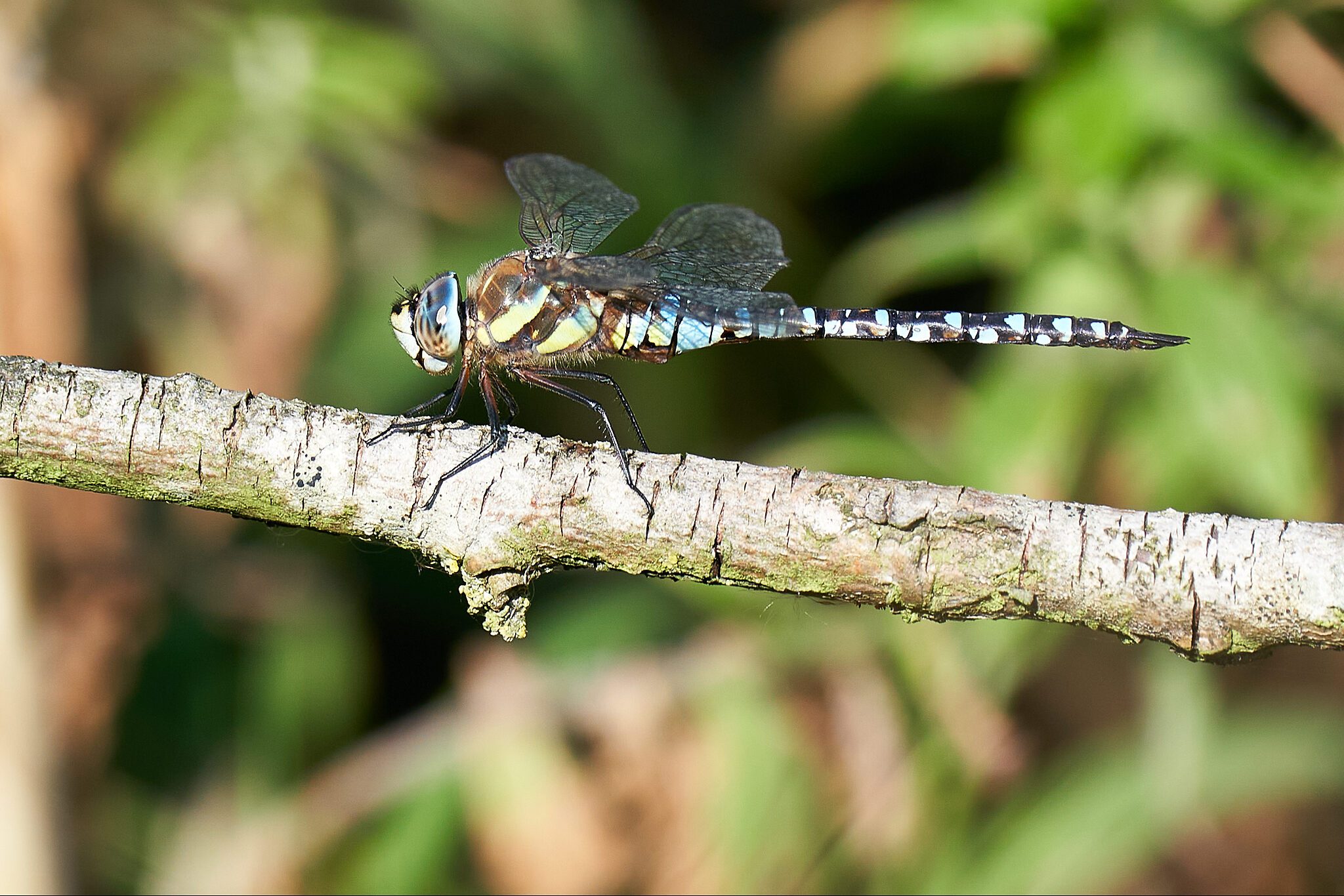 Migrant Hawker 3.jpg