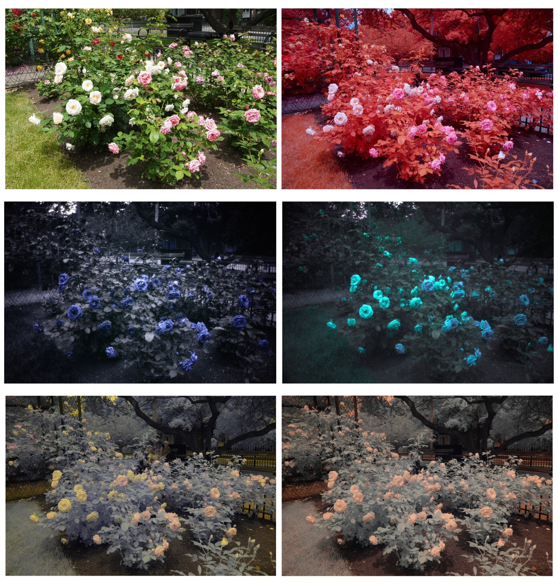 Minot Rose Garden Multispectral 1