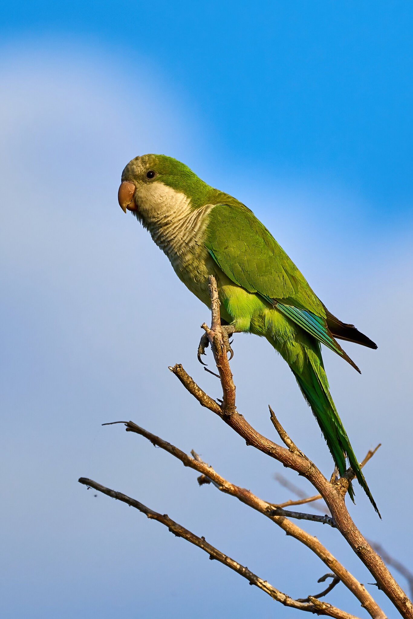 Monk Parakeet - Ponce PR 03092023 - 01-DN.jpg