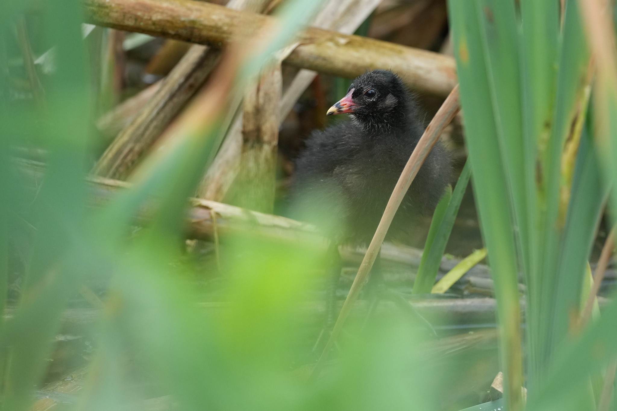 Moorhen-DSC03508-2048px.jpg