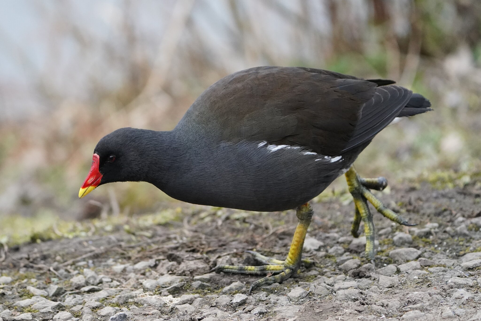 Moorhen