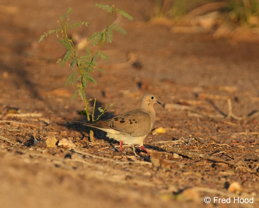 mourning dove S4306.JPG