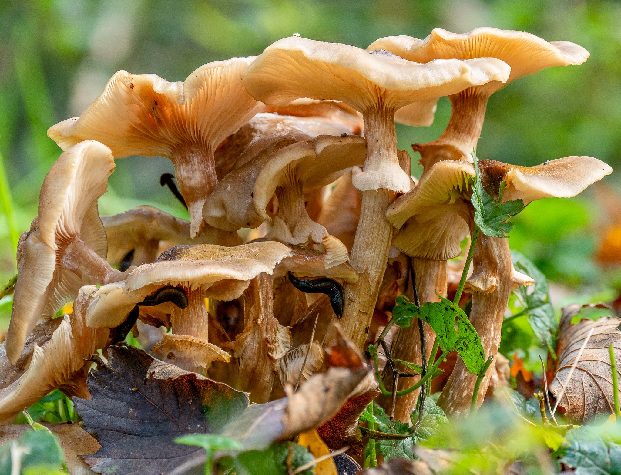 mushroom_arquebuse_3 20241019 301-Edit-2.jpg