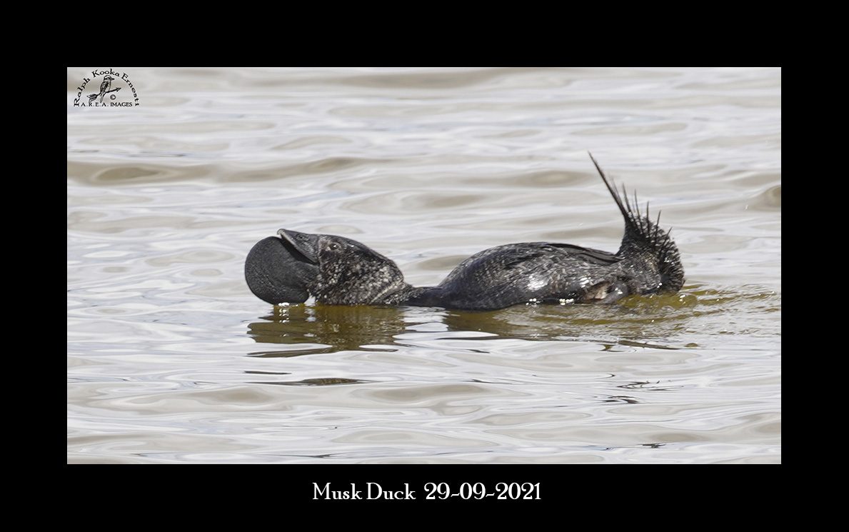 Musk Duck 29-09-2021.JPG