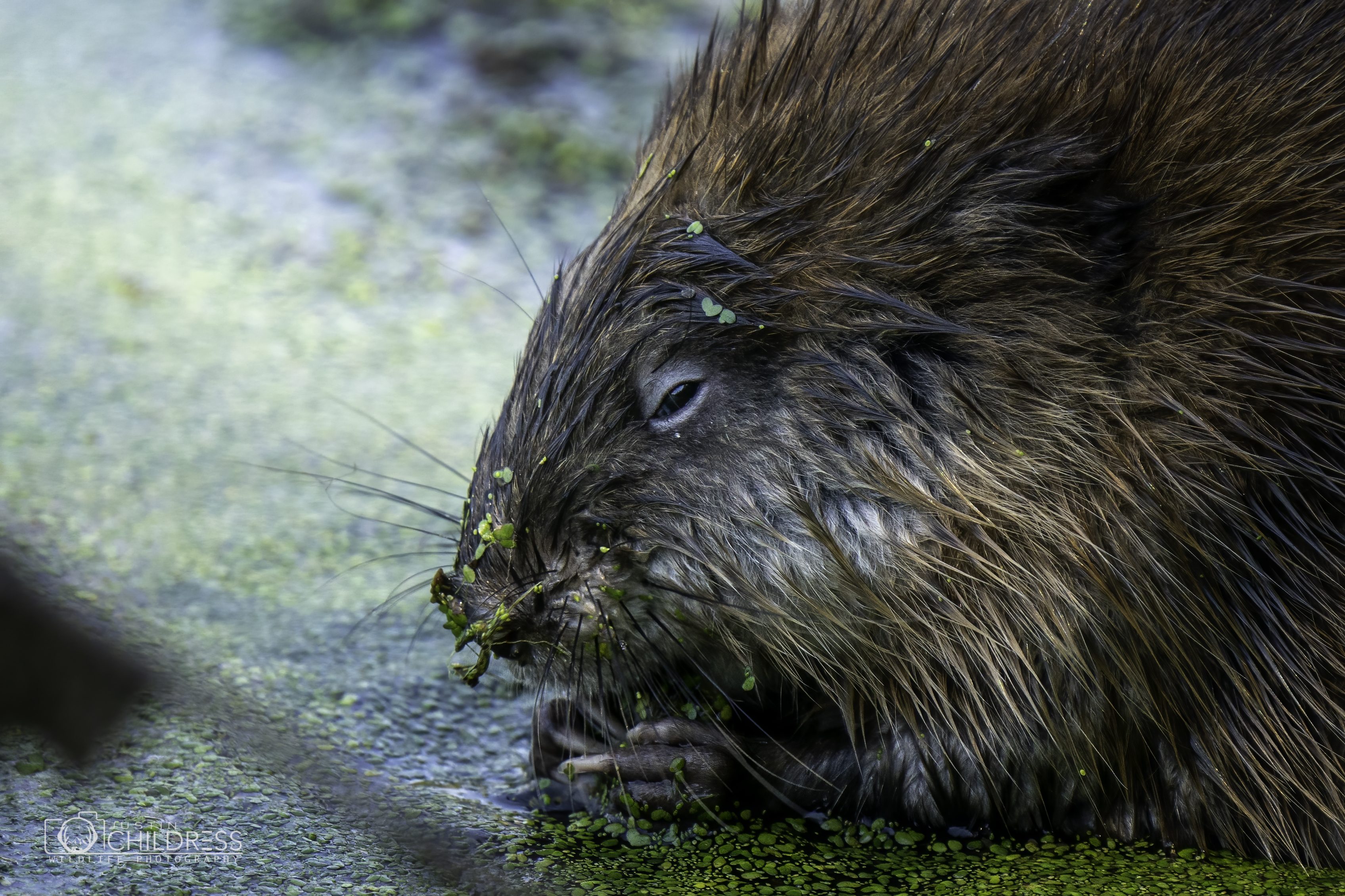 Muskrat