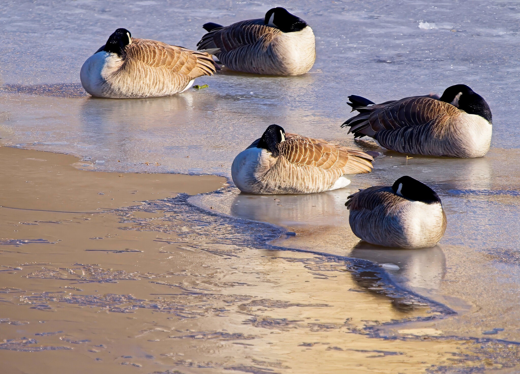 Naptime on the Ice.jpg