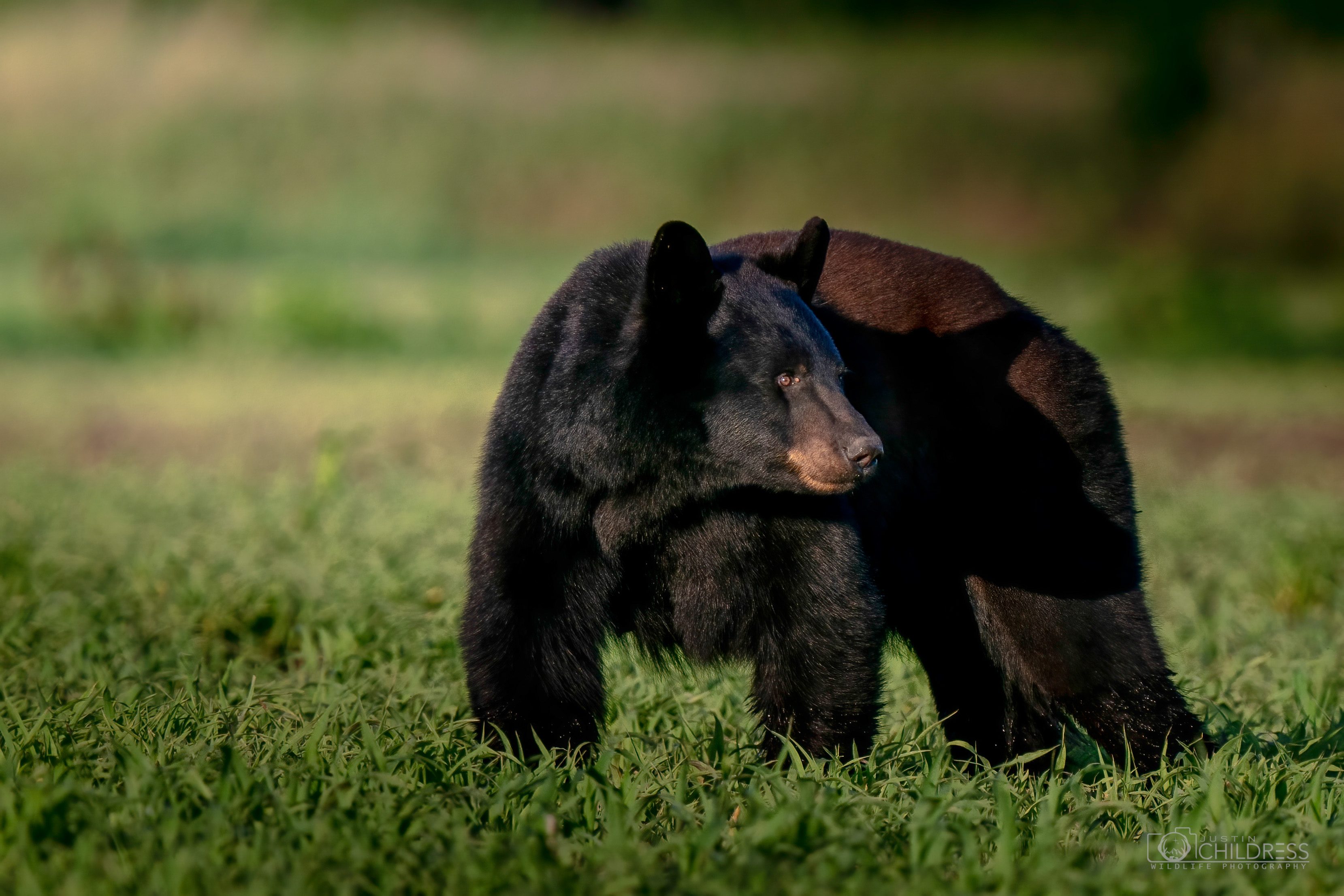 NC Black Bear