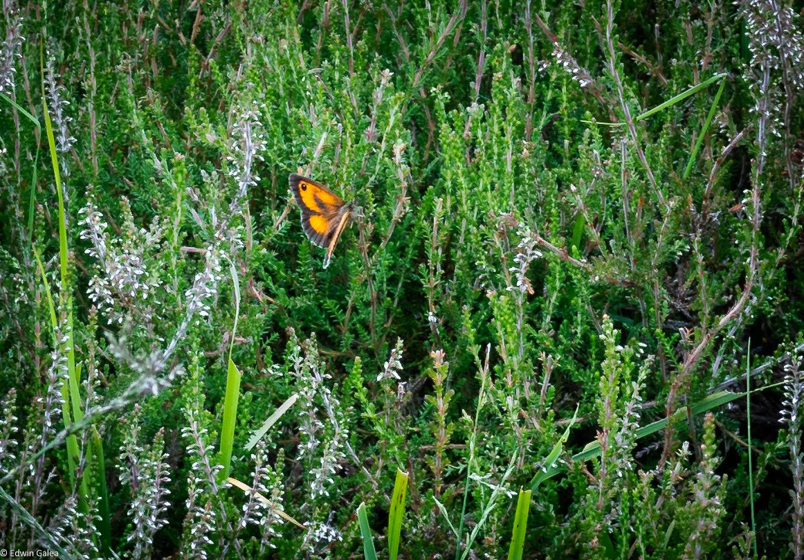 new forest butterfly-3.jpg