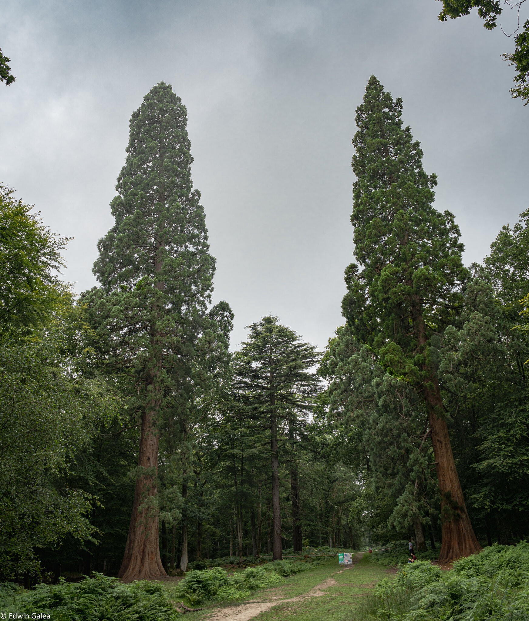 new forest redwoods-2.jpg