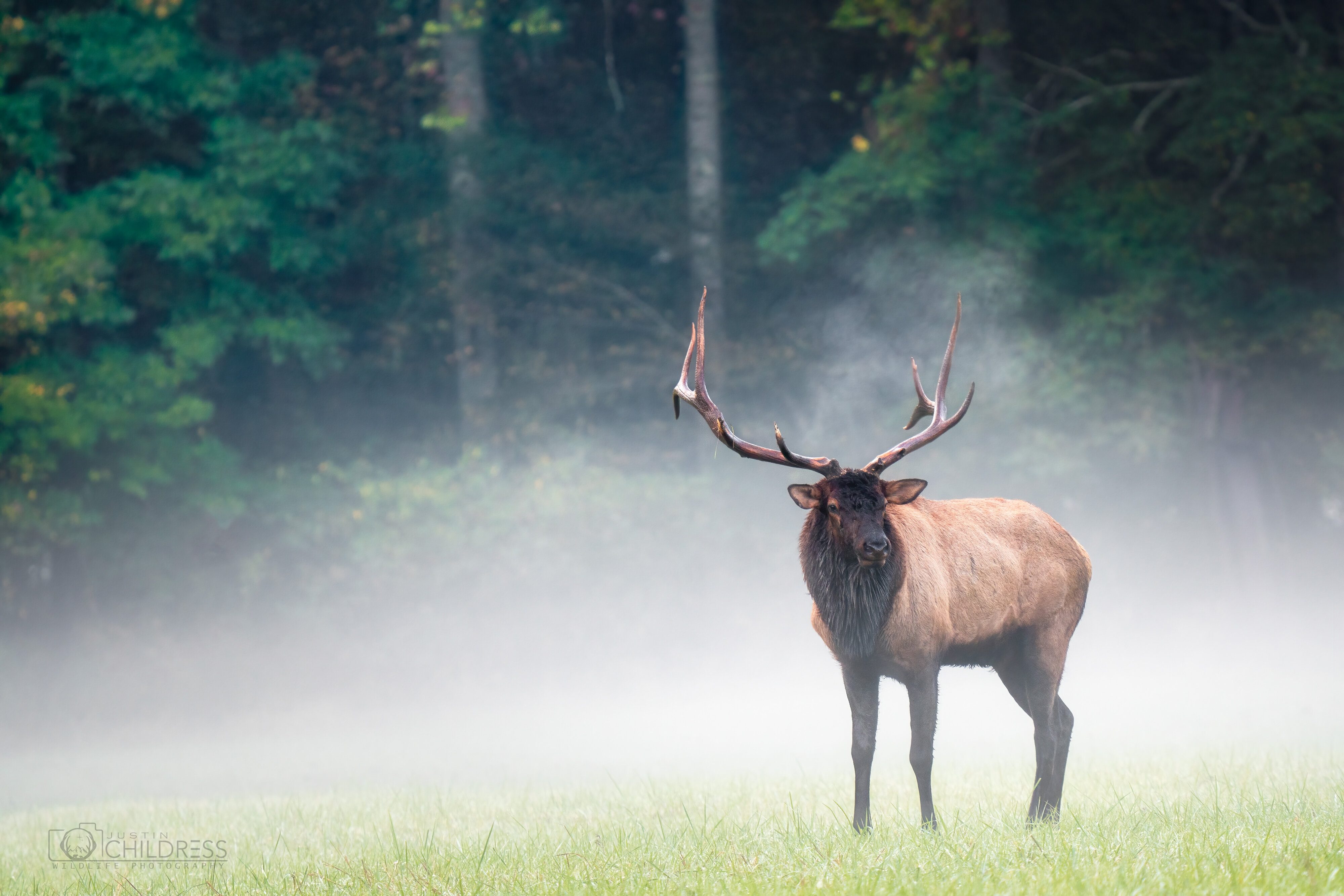 North Carolina Elk