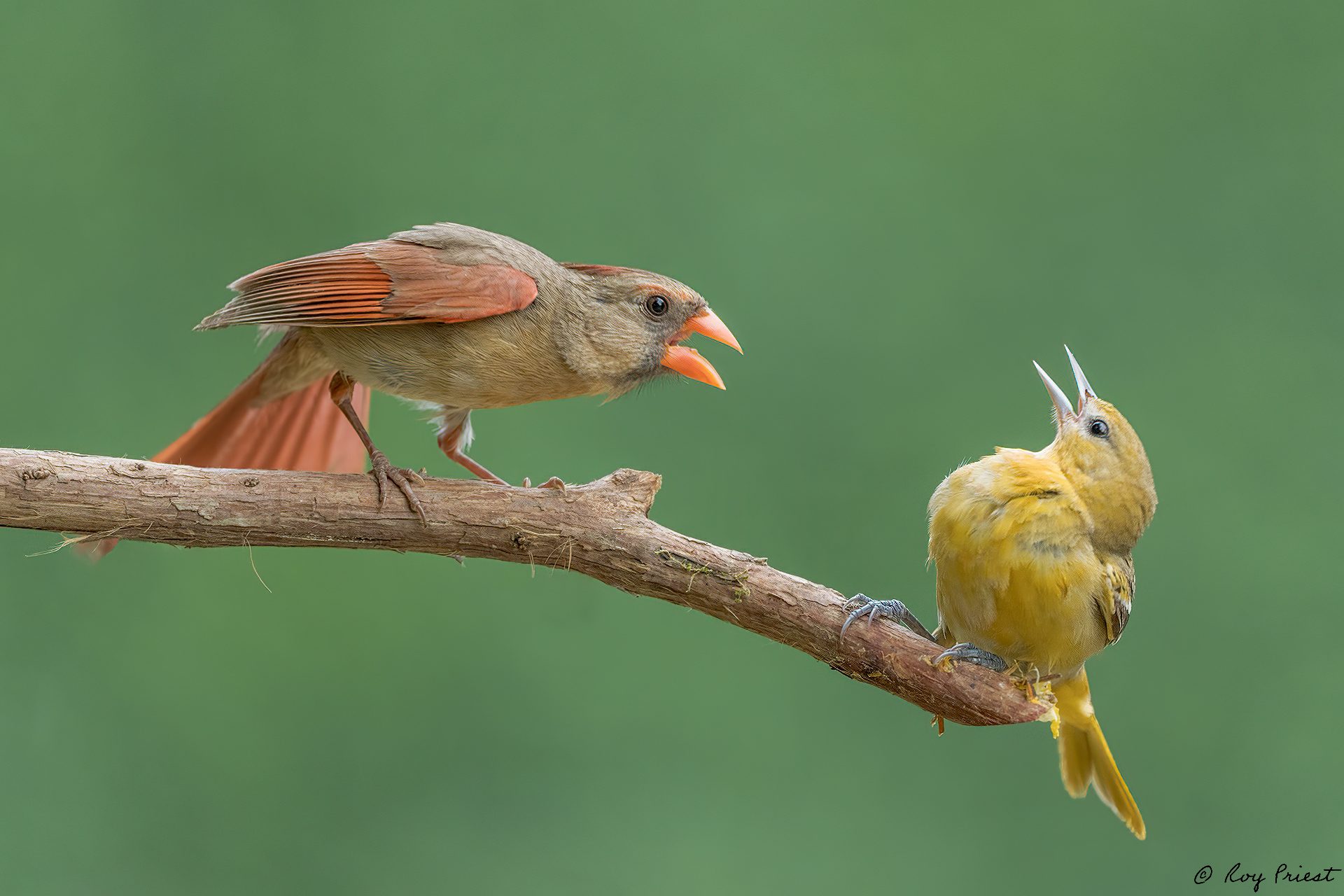 Northern-Cardinal-A1_ROY3653-Edit.jpg