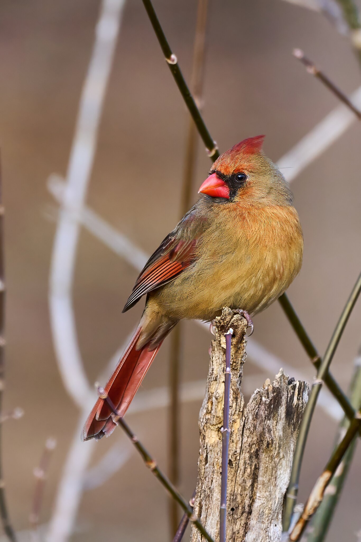 Northern Cardinal - Ashland - 02022025 - 02 - DN.jpg