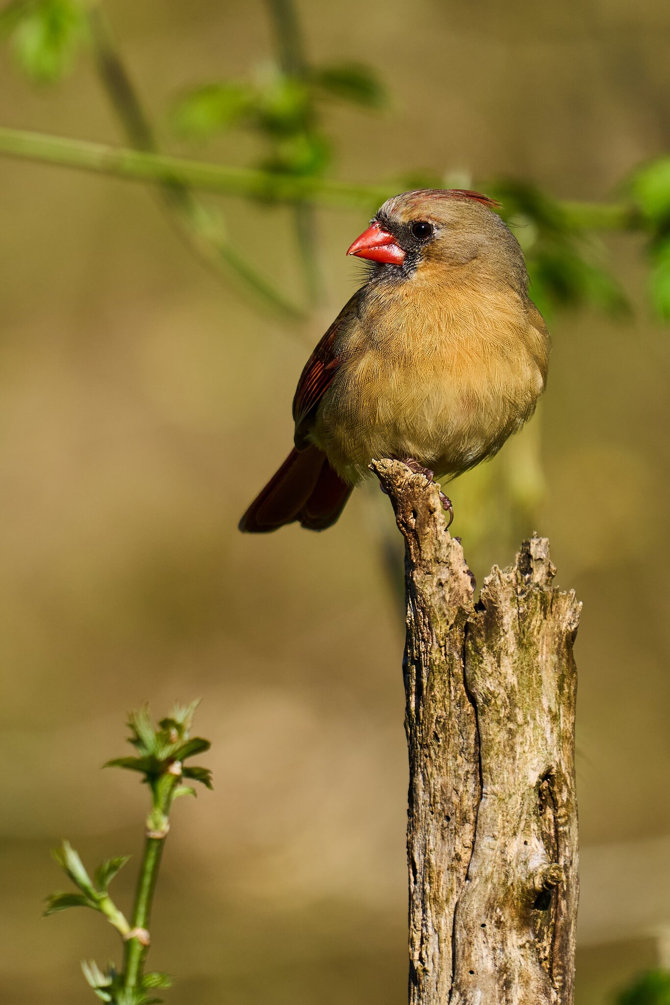 Northern Cardinal - Ashland - 04222024 - 05- DN.jpg