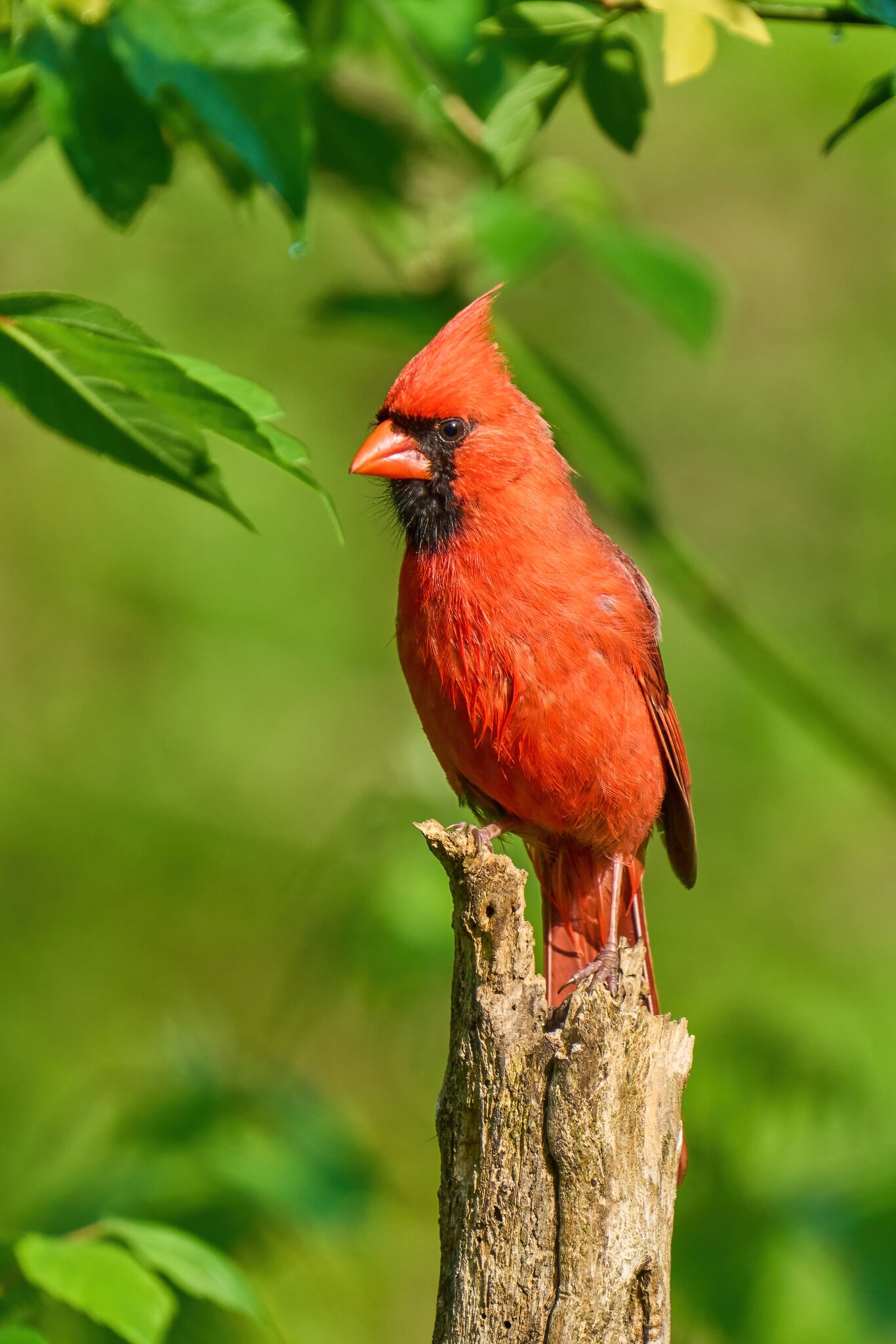 Northern Cardinal - Ashland - 05142023 - 08-DN.jpg