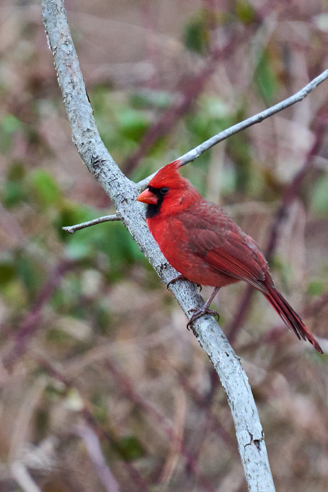 Northern Cardinal  - BCSP TB - 01182025 - 01.jpg