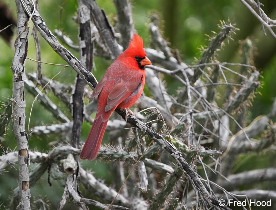 northern cardinal_male A7r5_557.JPG