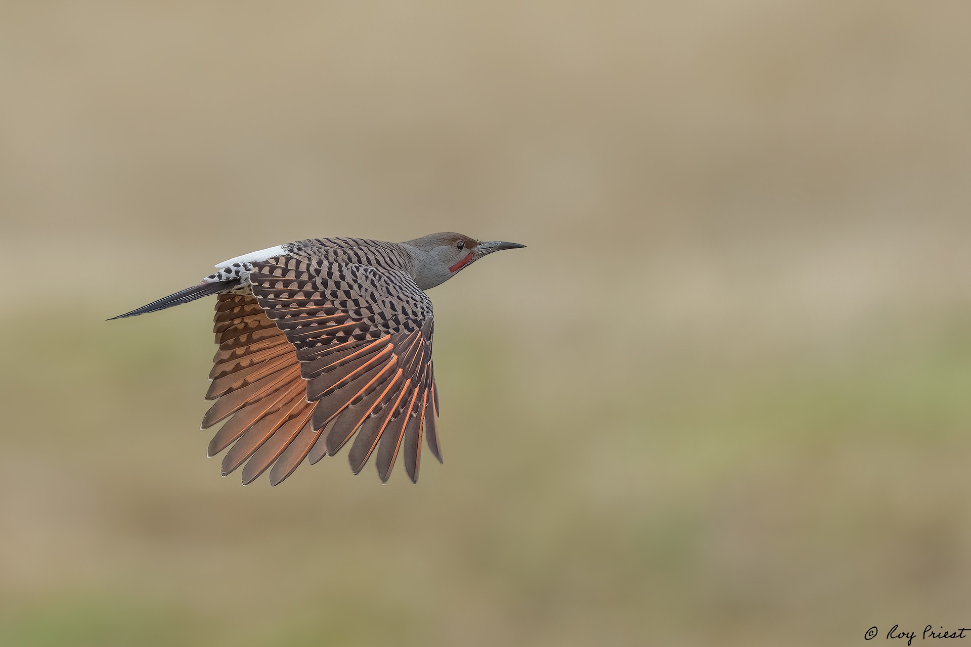 Northern-Flicker_RP14094-Edit.jpg