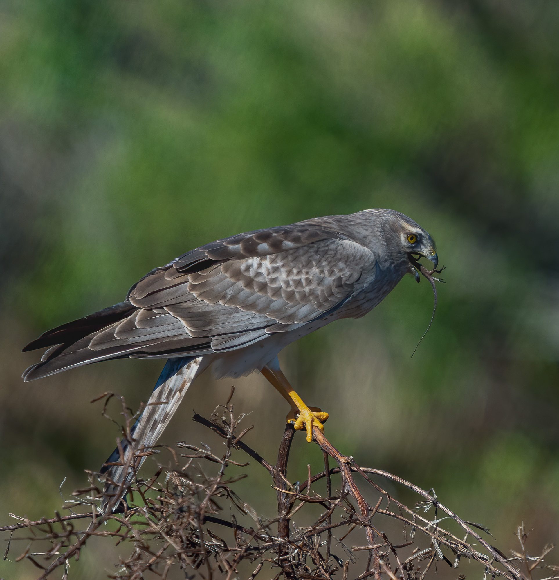 Northern Harrier 24-.jpg