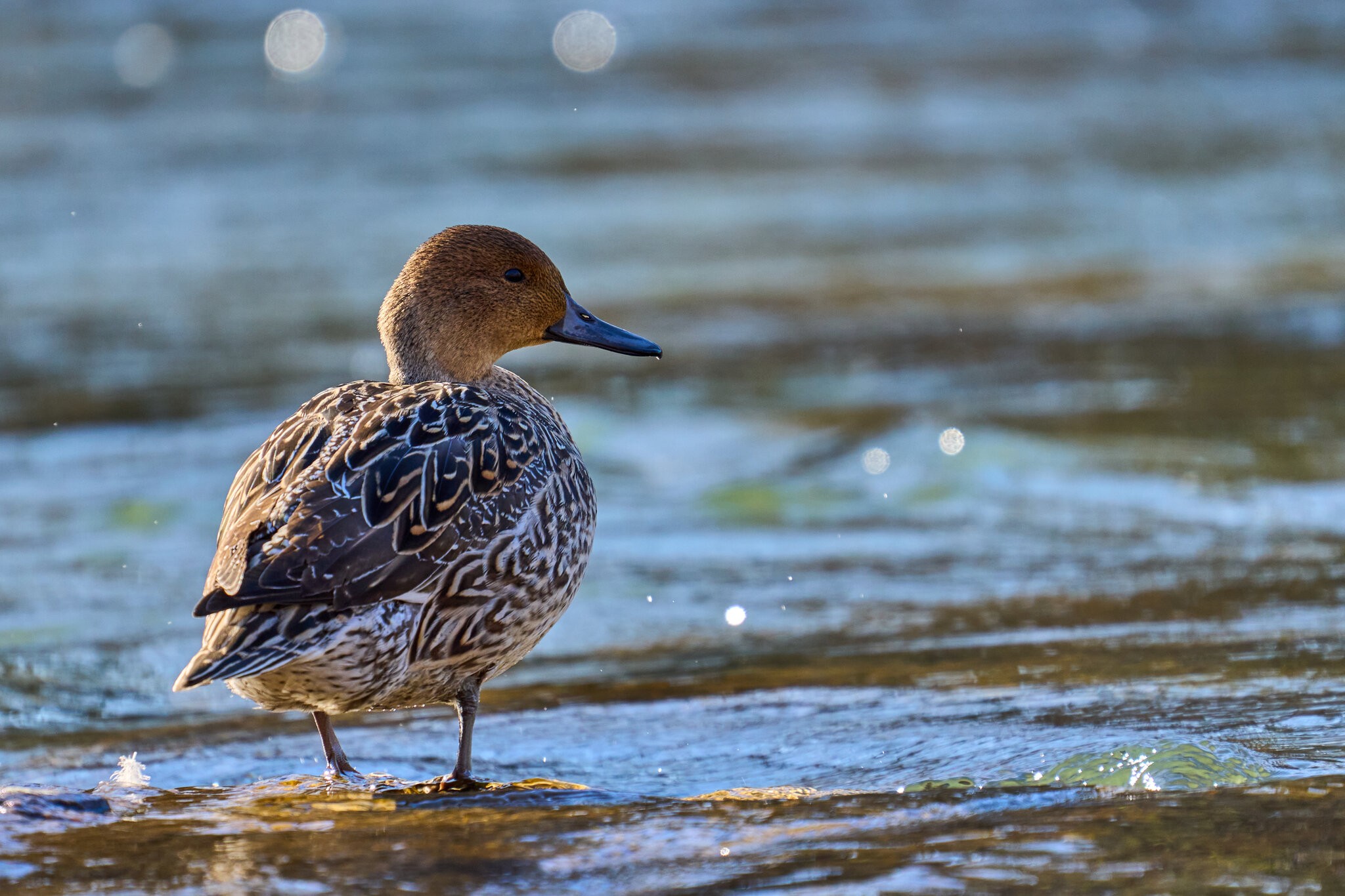 Northern Pintail - Brandywine - 02052024 - 04.jpg