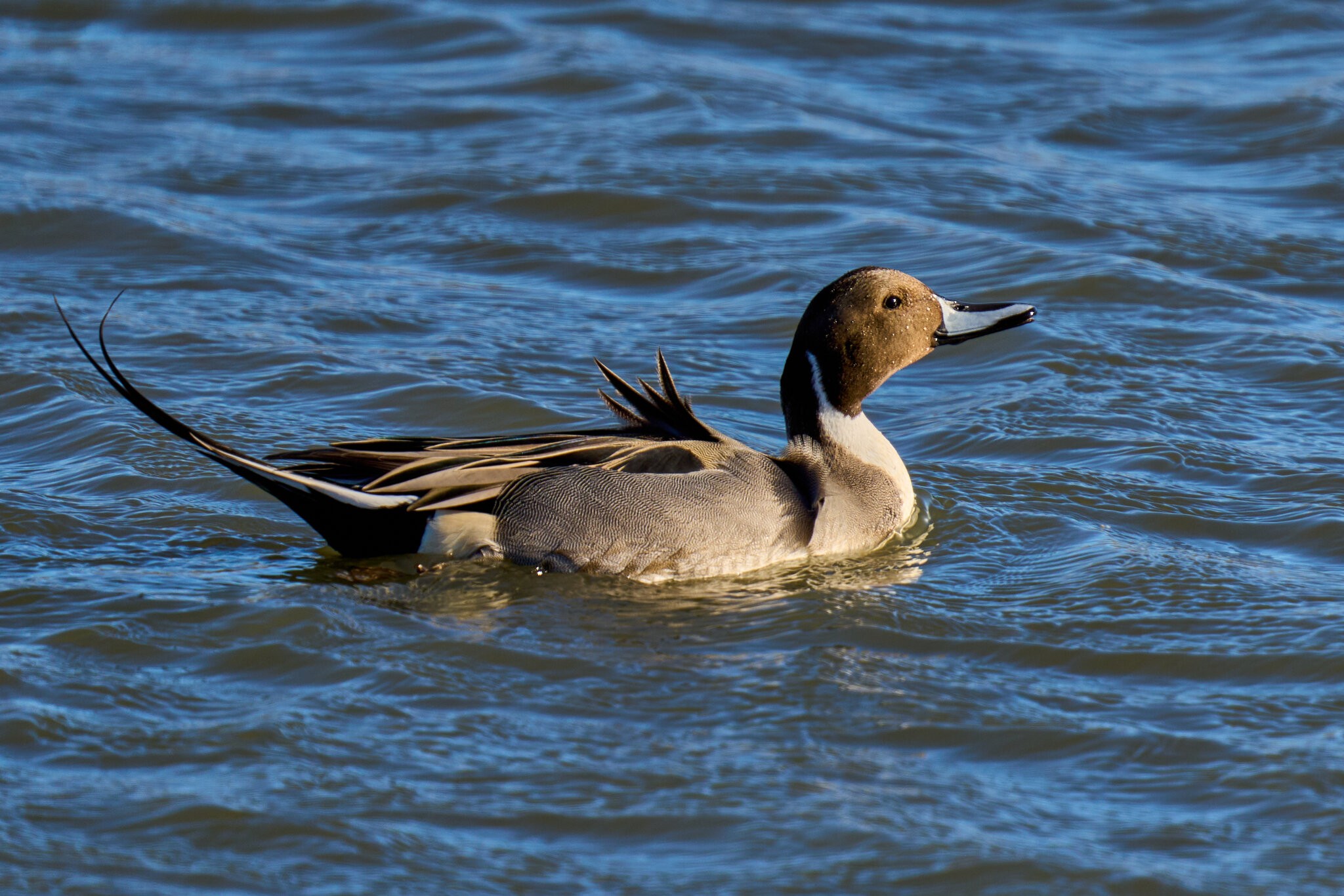 Northern Pintail - Forsythe NWR - 12302024 - 06.jpg