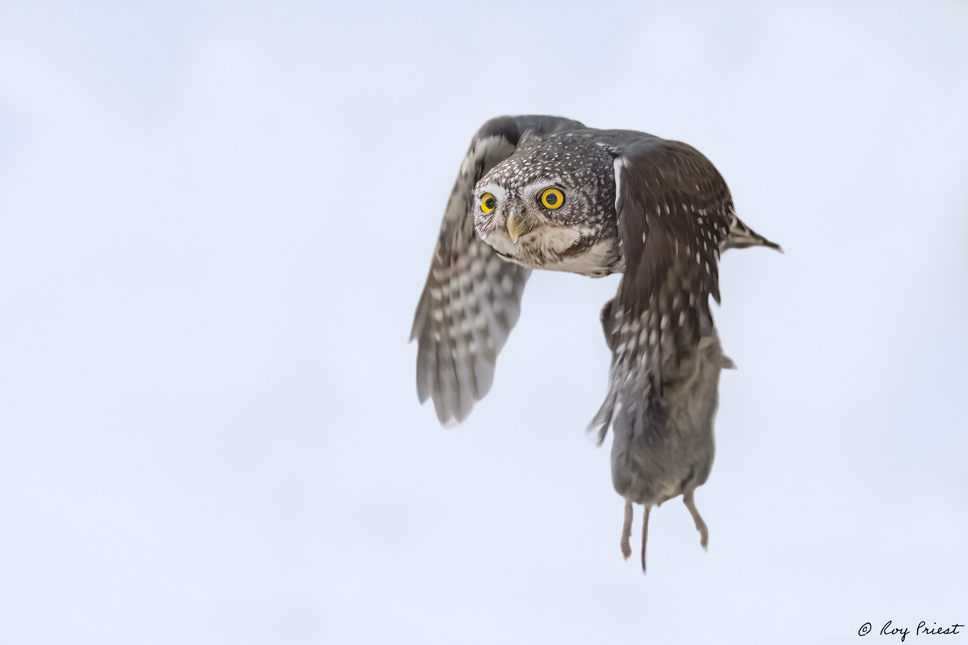 Northern Pygmy Owl_RP29078.jpg