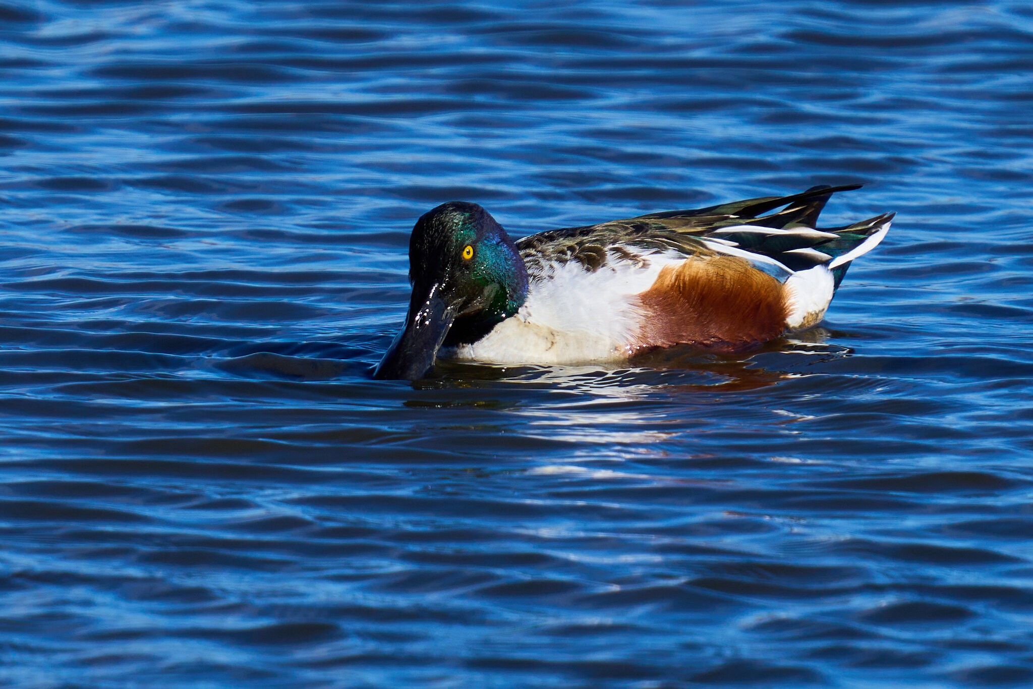 Northern Shoveler - Forsythe NWR - 12302024 - 04.jpg