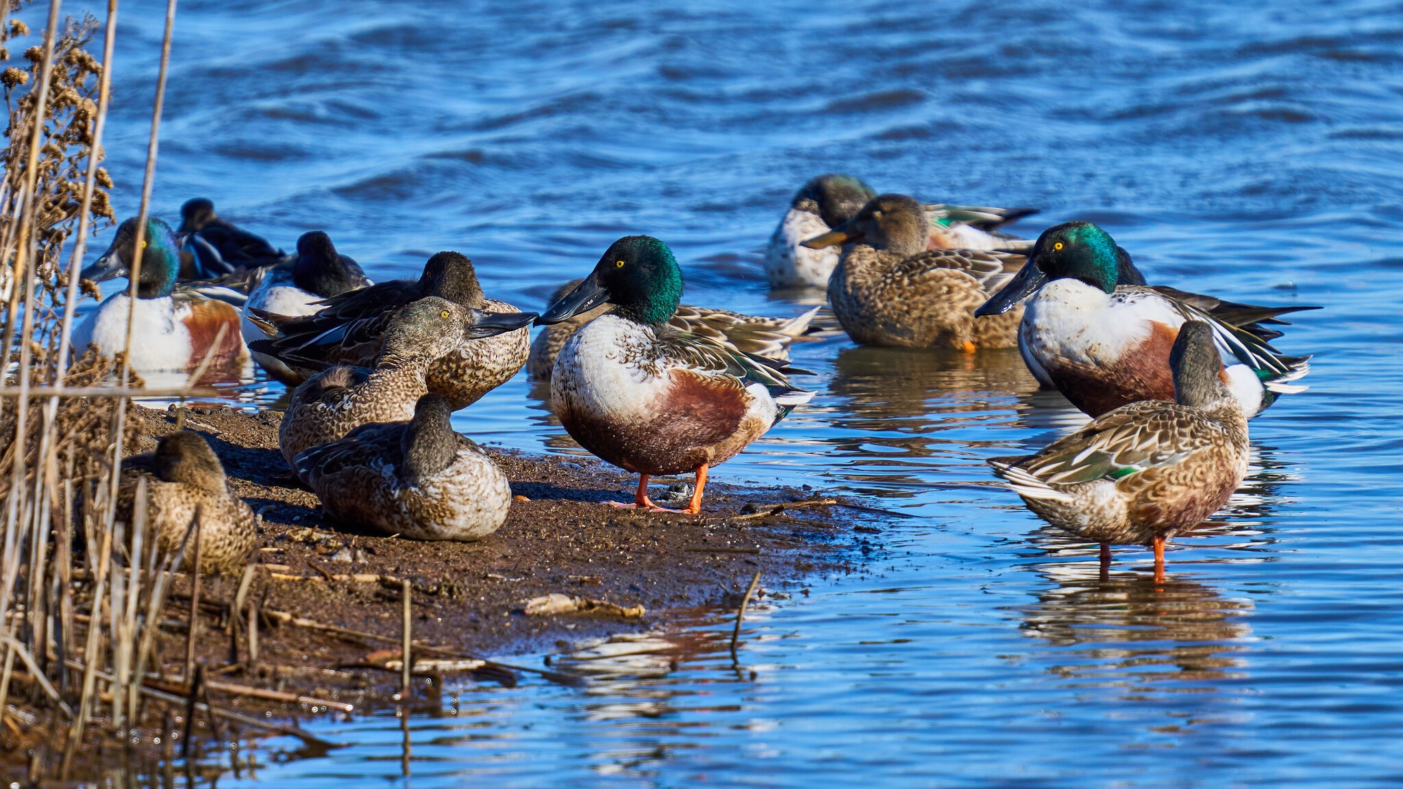 Northern Shoveler - Forsythe NWR - 12302024 - 07.jpg