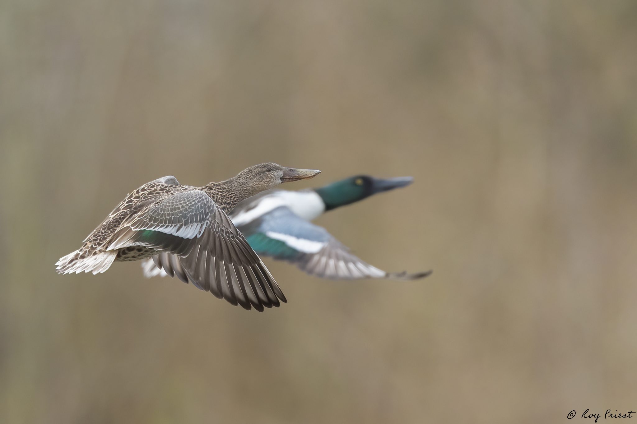 Northern-Shoveler-ROY-1A-2166.jpg