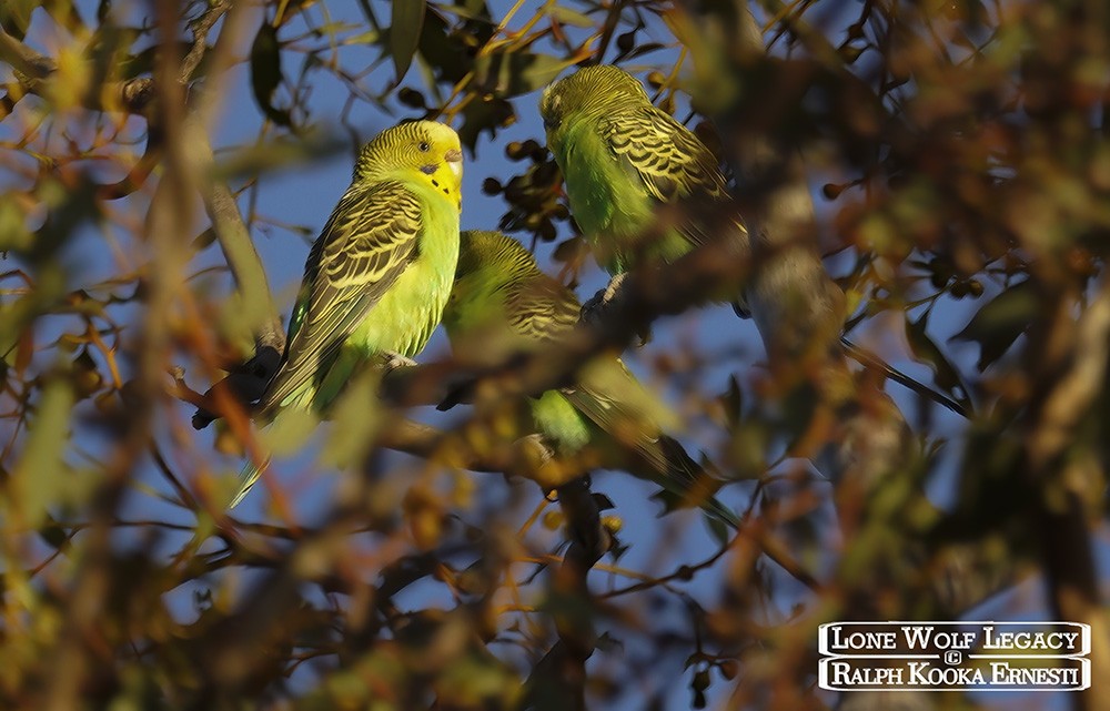 Nowingi, Budgies 14-01-2023 (409).JPG