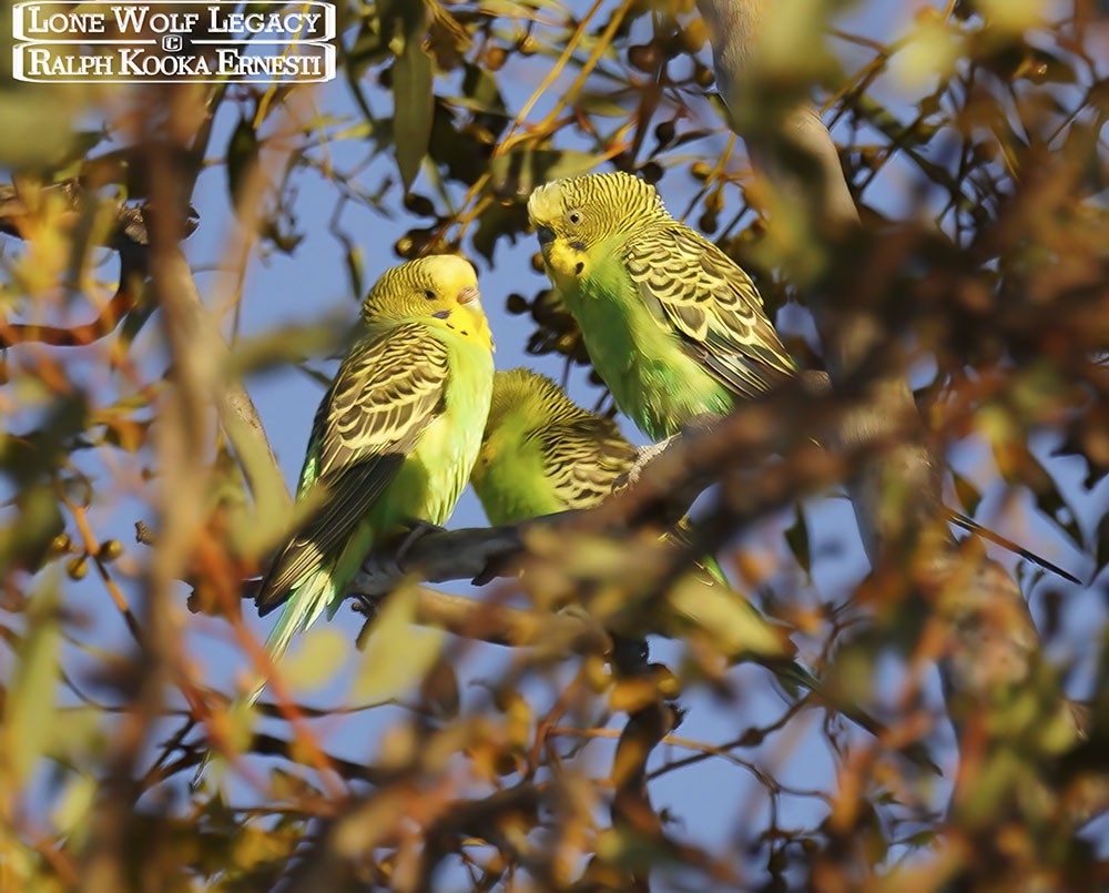 Nowingi, Budgies 14-01-2023 (449).JPG