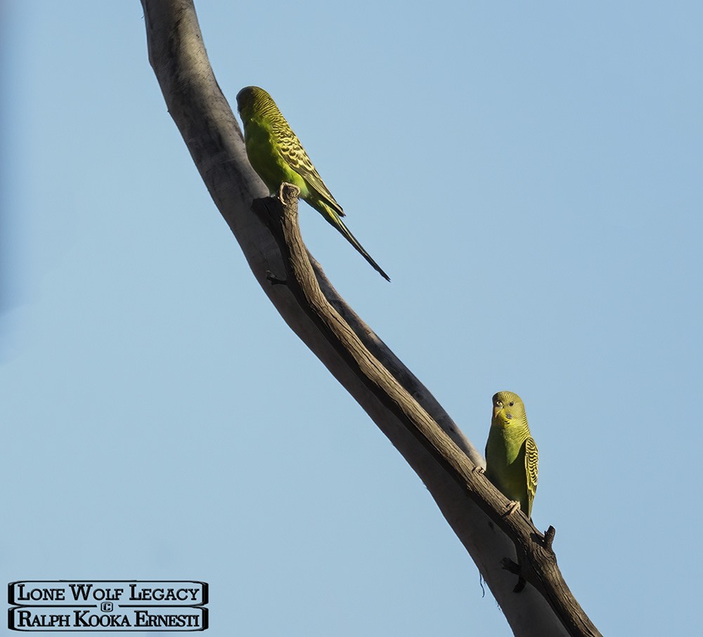 Nowingi, Budgies 14-01-2023 (804).JPG