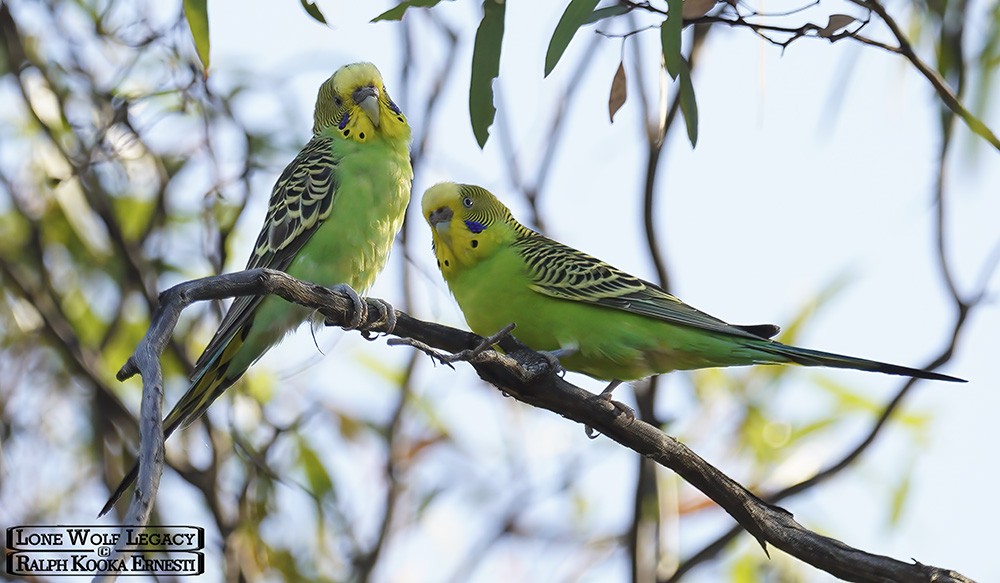 Nowingi, Budgies 14-01-2023 (820).JPG