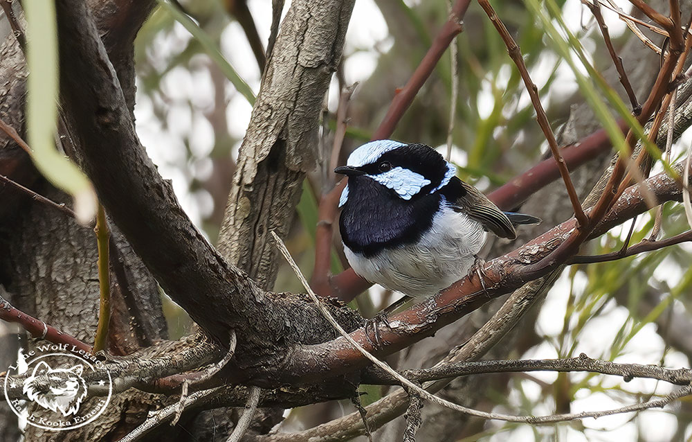 NSW Friday 11-11-2022 (1143).JPG