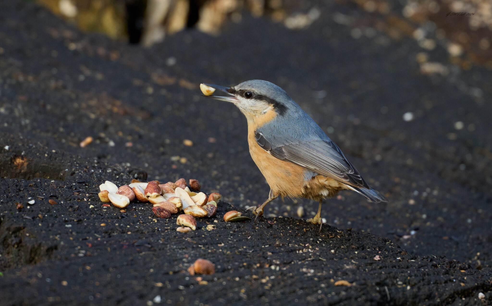 nuthatch 2024 4.jpg