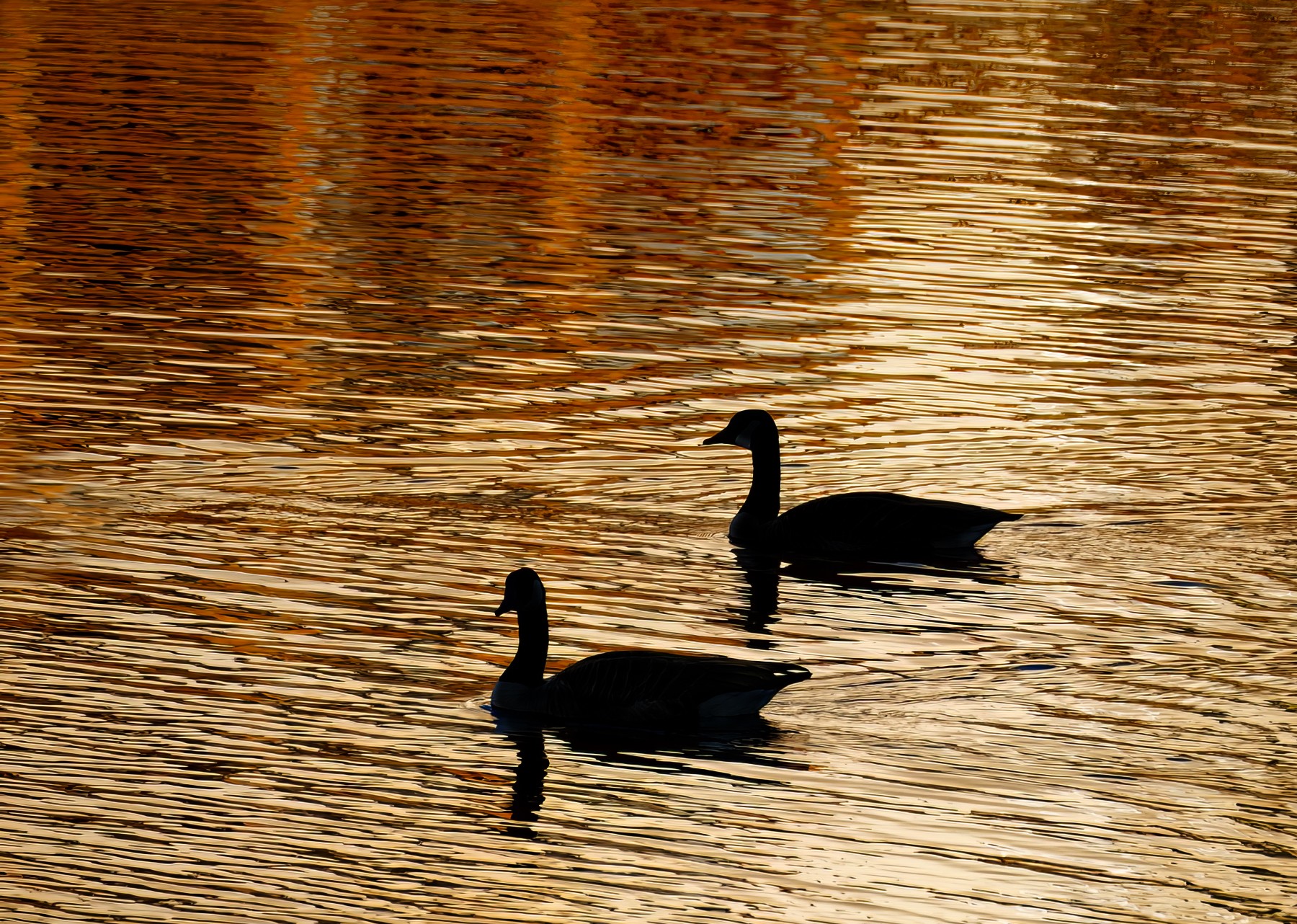 On Golden Pond.jpeg