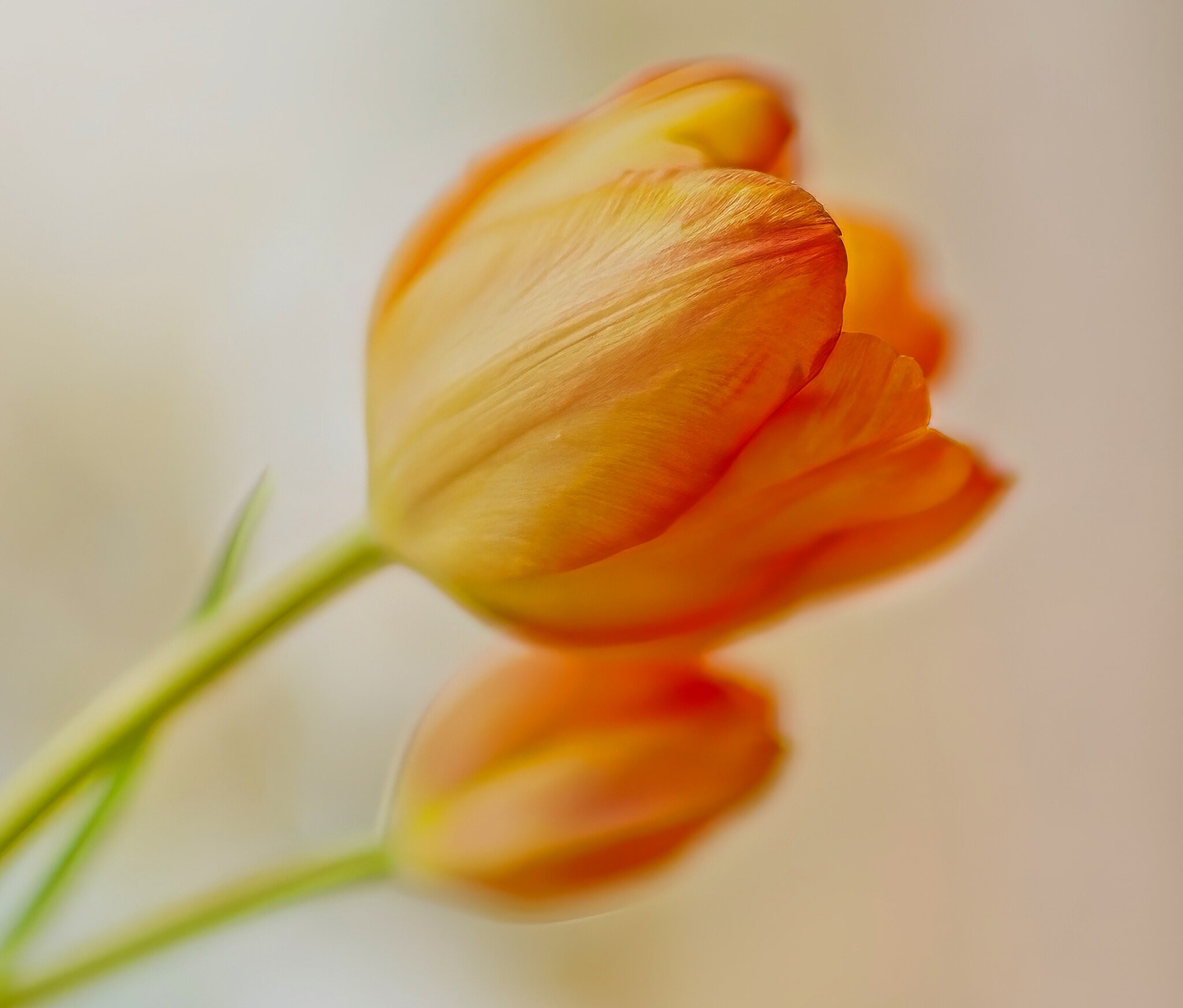 Orange and Yelllow Tullips.jpeg