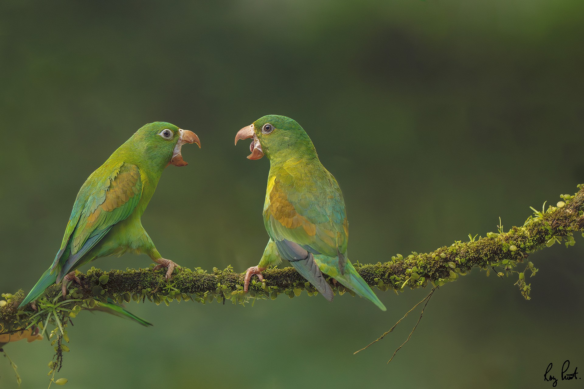 Orange-chinned-Parakeet-20841.jpg