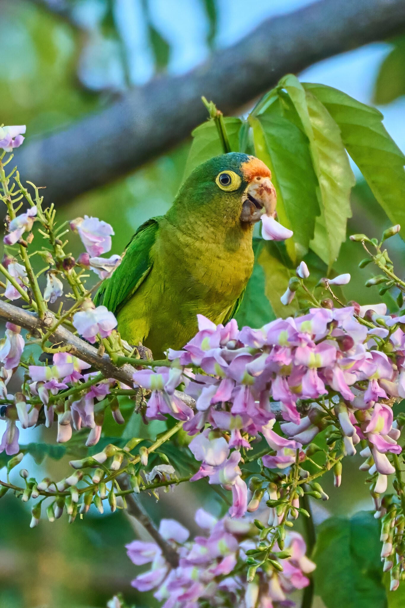 Orange-Fronted Parakeet - Luquillo PR - 03072023 - 15-DN.jpg