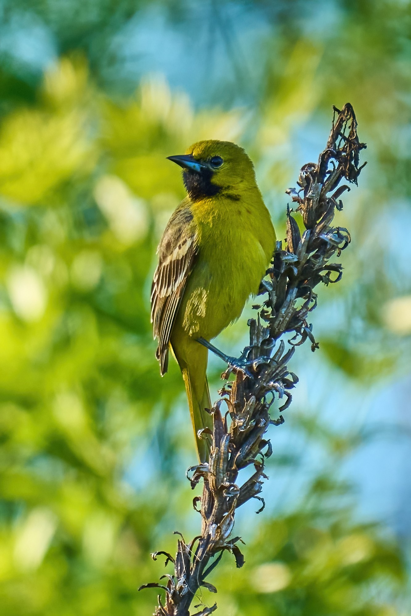 Orchard Oriole - BCSP - 05042023 - 04-DN.jpg