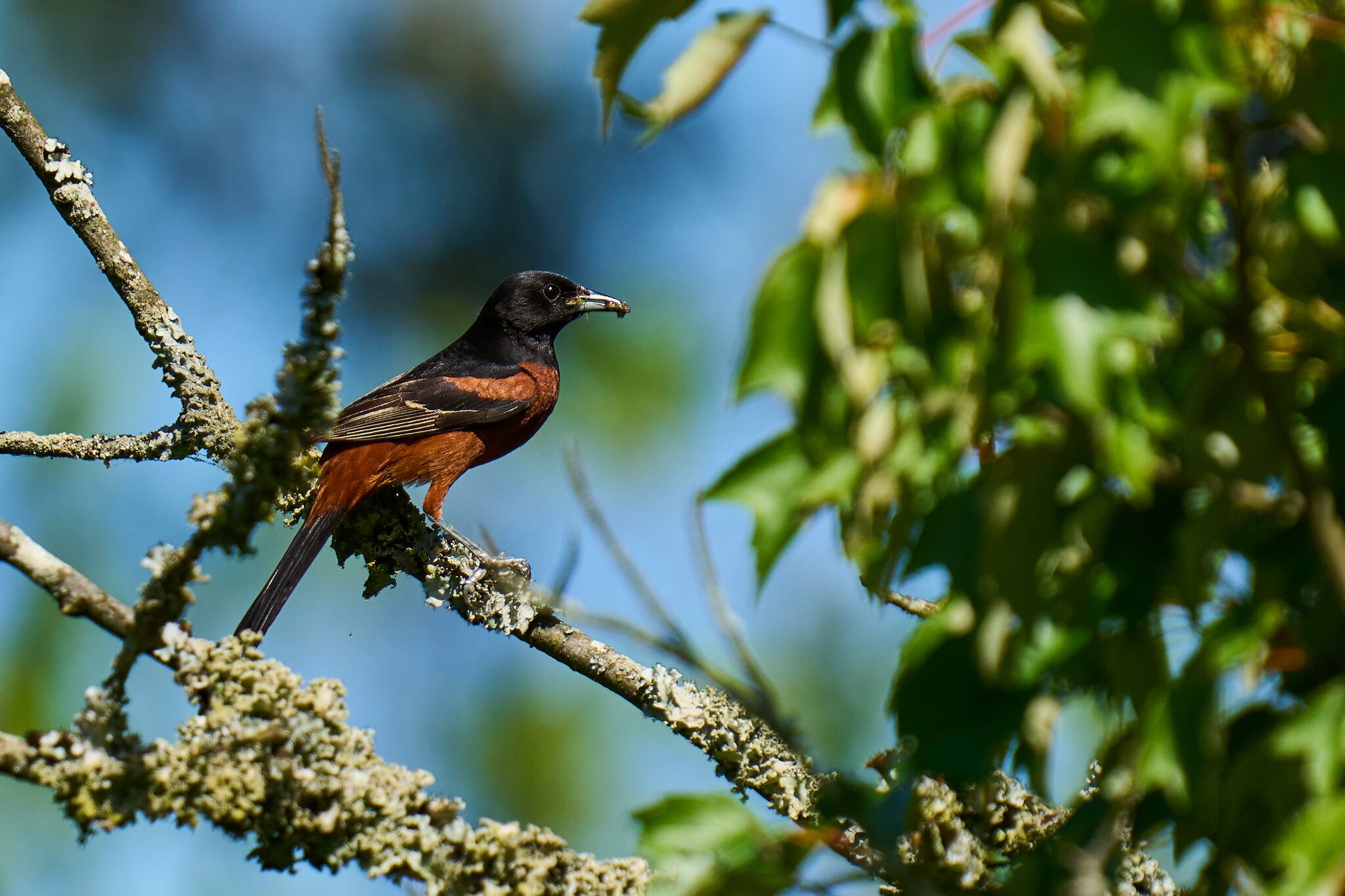 Orchard Oriole - Bombay Hook NWR - 05282024 - 06- DN.jpg