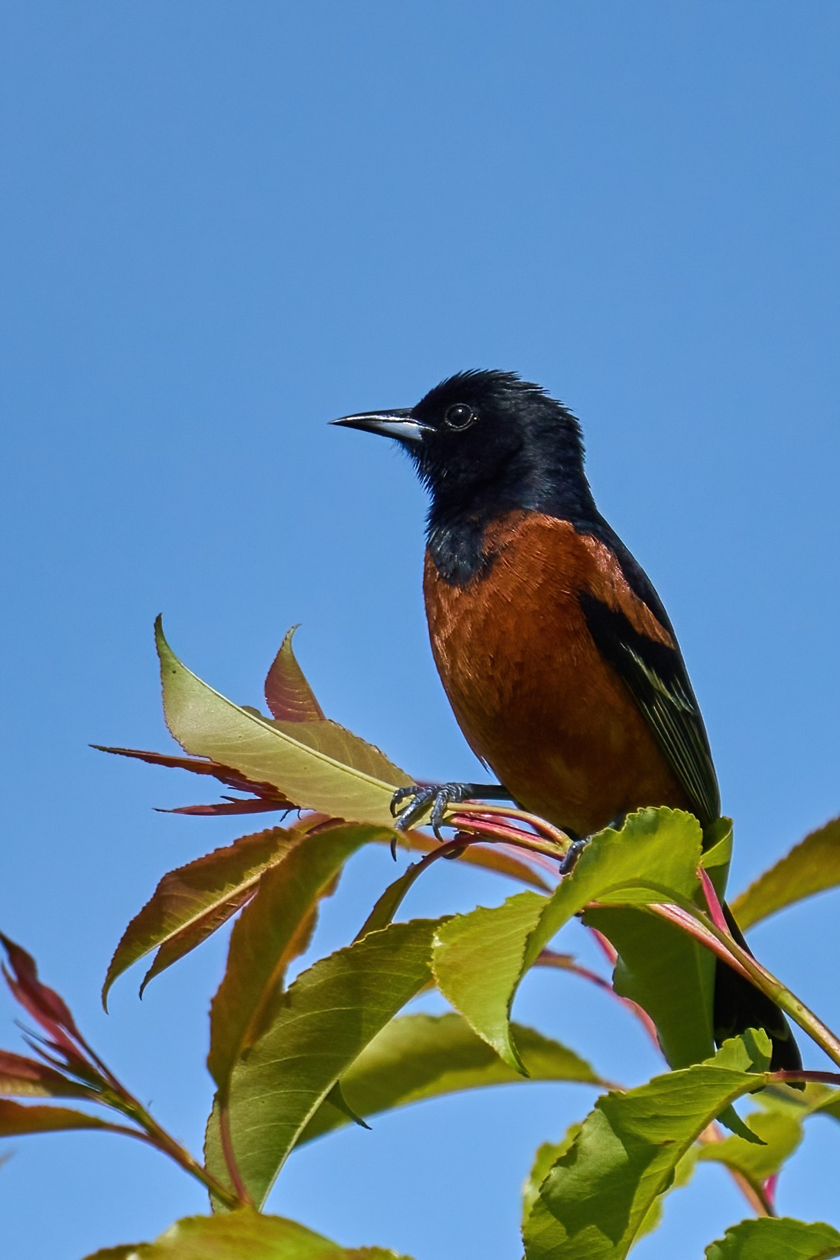 Orchard Oriole - Prime Hook NWR - 05272023 - 09-DN.jpg