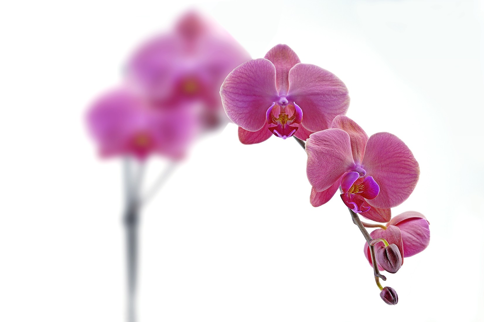 Orchid 2.jpg