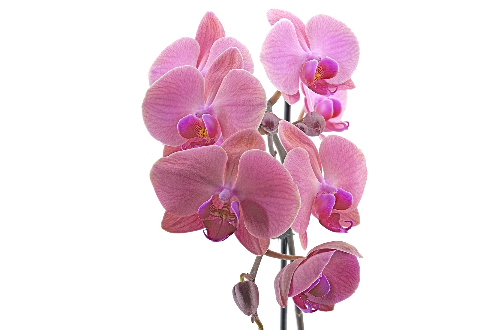 Orchid.jpg