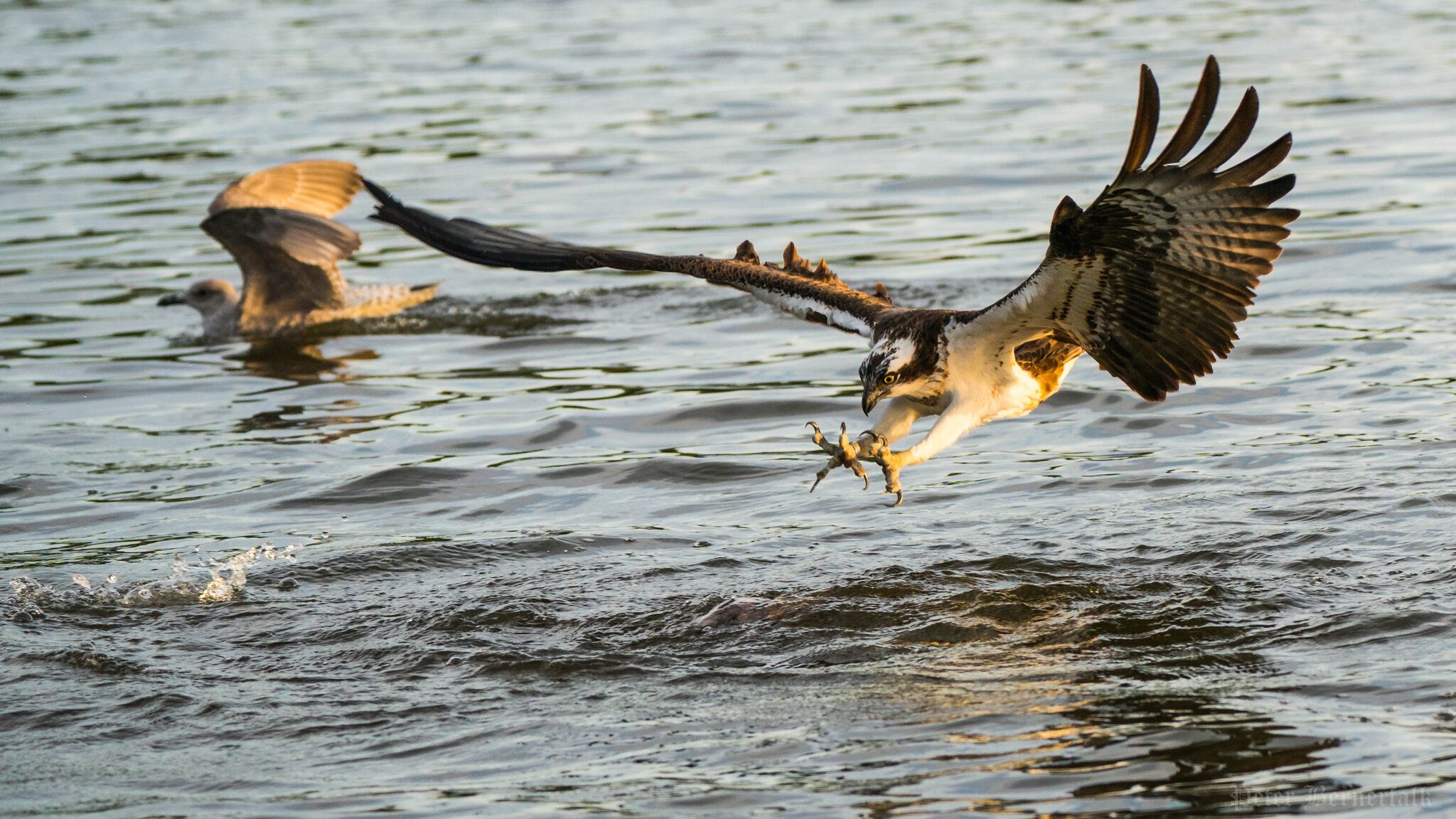 Osprey 2.jpg