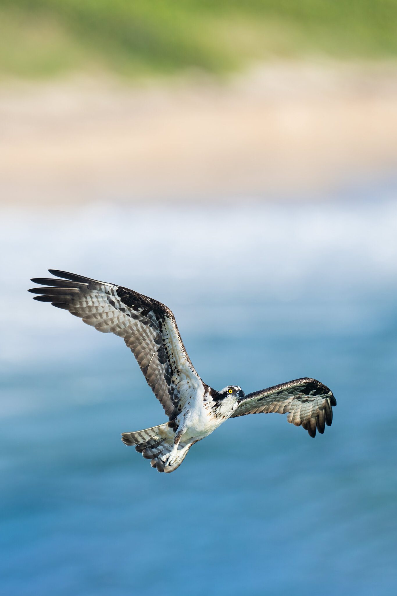 Osprey-after-miss-3200---_A1B2327-Sebastian-Inlet----FL.jpg