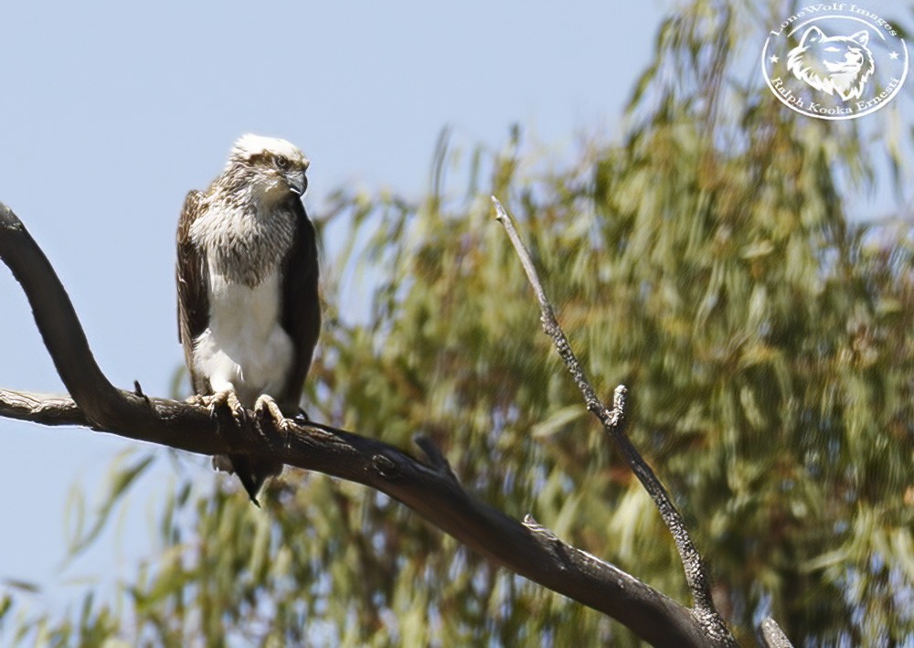 Osprey Again 2-10-2022 (199).JPG