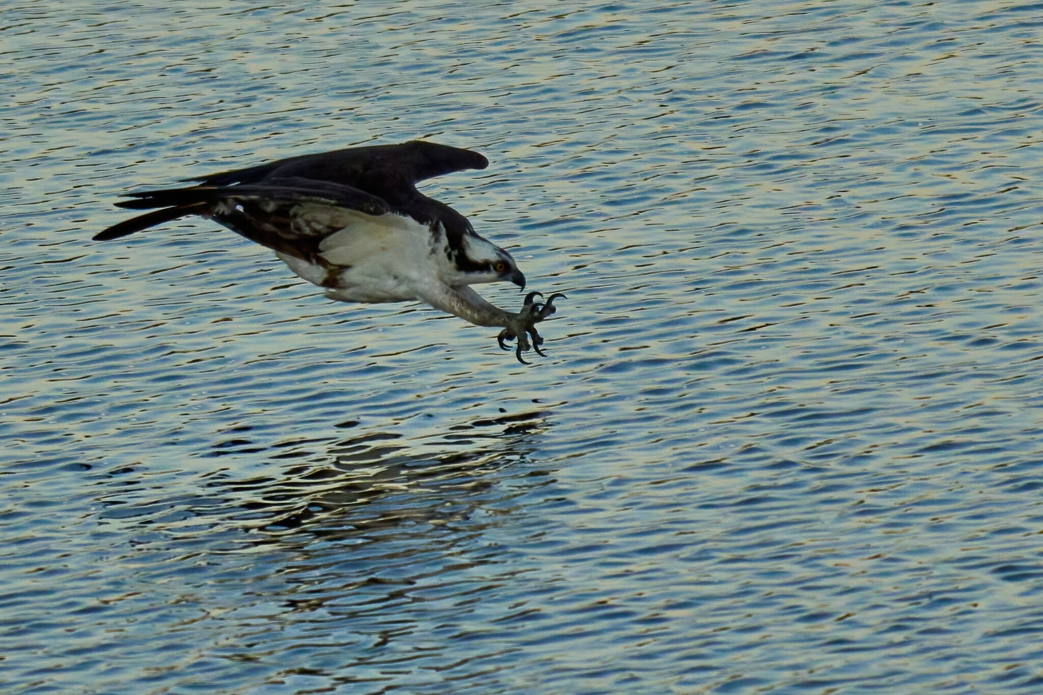 Osprey - Bombay Hook NWR - 08142022 - 06-DN.jpg