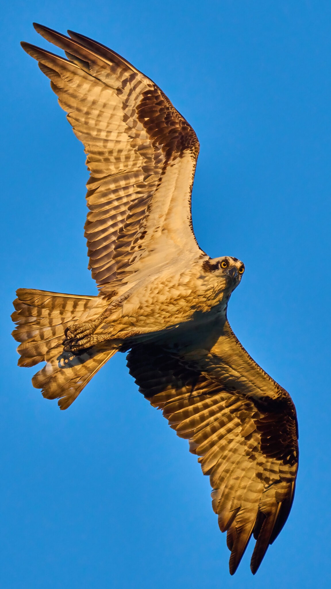 Osprey - Bombay Hook NWR - 08142022 - 27-DN.jpg